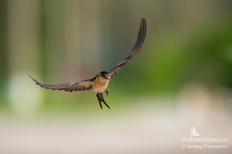 Red-rumped Swallow Hide photography
